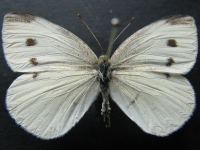 Pieris rapae - Adult